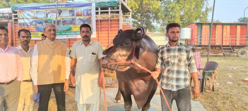 Pushkar Cattel Mela, Pushkar Fair, Sirsa Buffalo, Buffalo Sirsa News, Haryana Sirsa News, Buffalo 