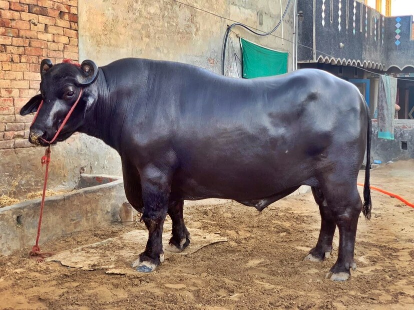 Pushkar Cattel Mela, Pushkar Fair, Sirsa Buffalo, Buffalo Sirsa News, Haryana Sirsa News, Buffalo 