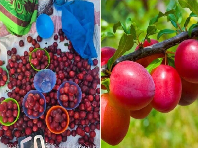 পাহাড়ে মাত্র তিন মাস প্রাপ্ত এই ফলটি খাওয়া অত্যন্ত উপকারী। টক-মিষ্টি স্বাদের আলুবোখরা ভিটামিন সি-এর একটি দারুণ উৎস। এই ফল শরীরে ইনসুলিন এবং অক্সিজেনের মাত্রার মধ্যে ভারসাম্য বজায় রাখে। সেই সঙ্গে এটি ডায়াবেটিসেও খুবই কার্যকর।