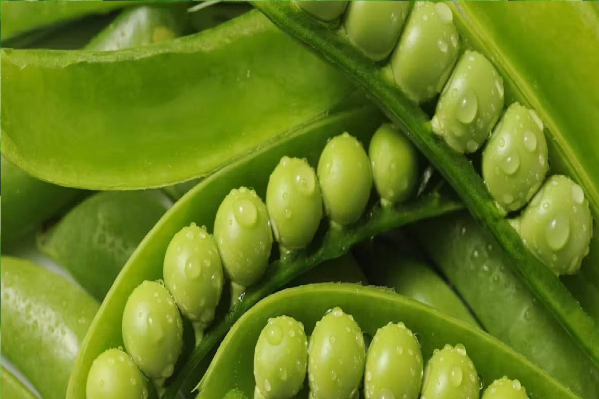 শীতের প্রিয় সবজি...! বলুন তো কড়াইশুঁটি আর মটরশুঁটি এক না আলাদা? কঠিন প্রশ্ন