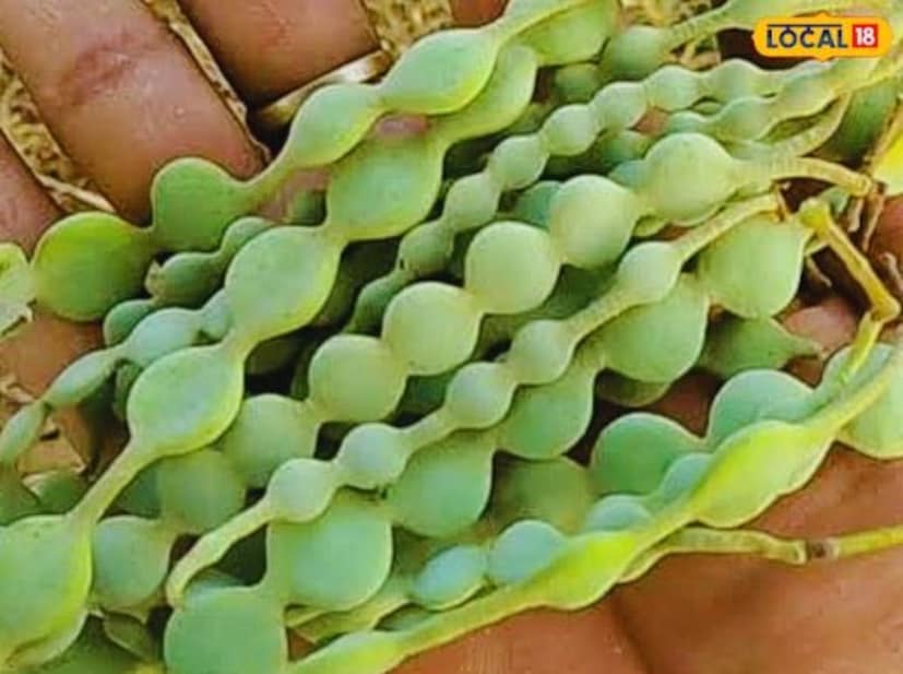 বাবলা শুঁটি খেলে পেট ব্যাথা, ডায়রিয়া এবং অন্যান্য হজমের সমস্যা দূর হয়৷ এটি হজমের উন্নতি ঘটায় এবং পেট ফোলা, আলসারের মতো সমস্যা কমাতেও সাহায্য করে।