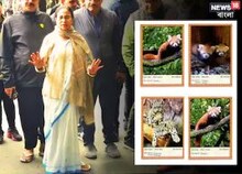 'ডার্লিং' আর 'চার্মিং',দার্জিলিংয়ে দুই তুষারচিতার নামকরণ মুখ্যমন্ত্রীর