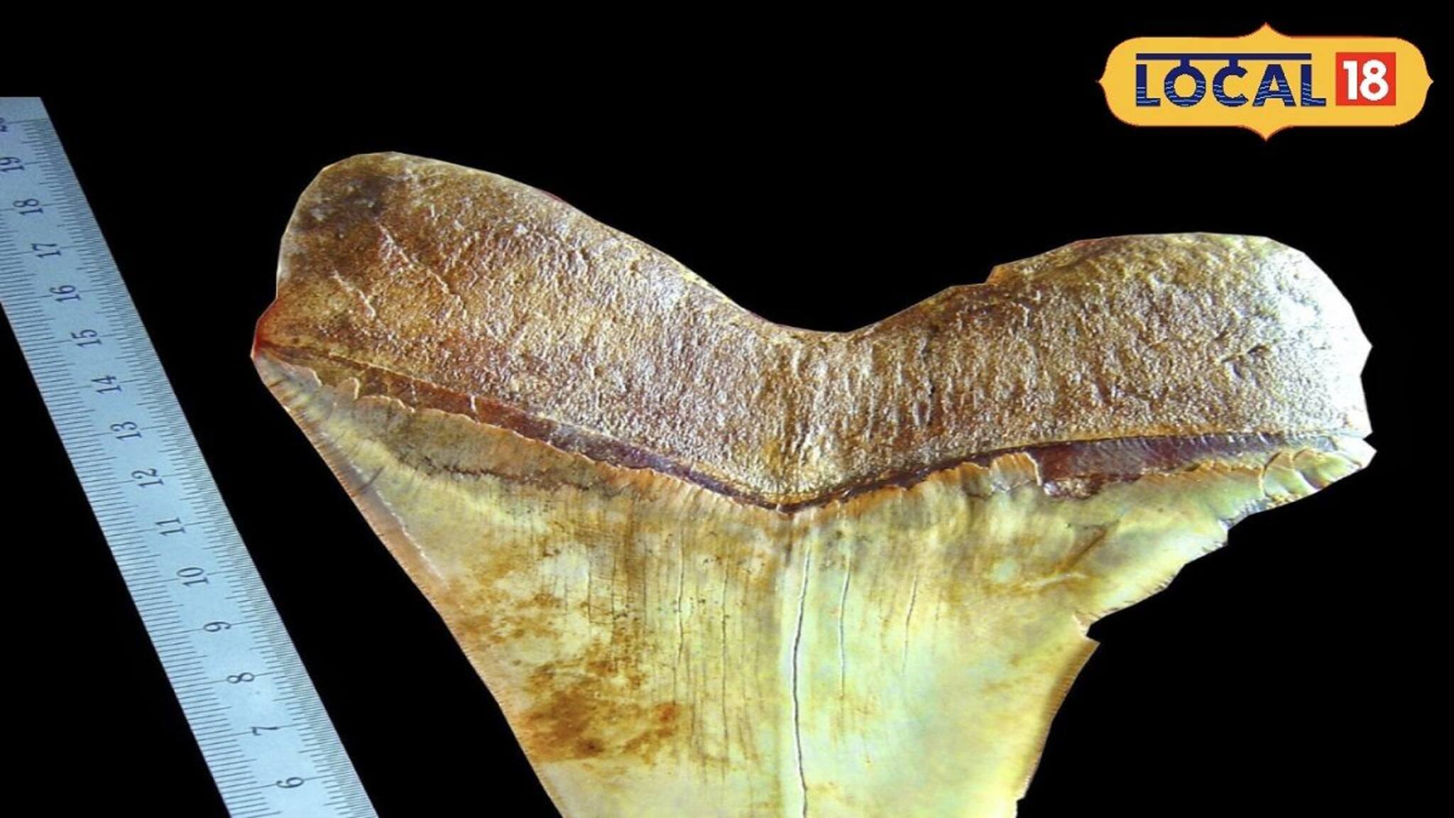 ৬০ হাজার কেজি ওজন! মুখে ২৭০টা দাঁত! পৃথিবীর সব থেকে বড় জীব কোনটি জানেন?