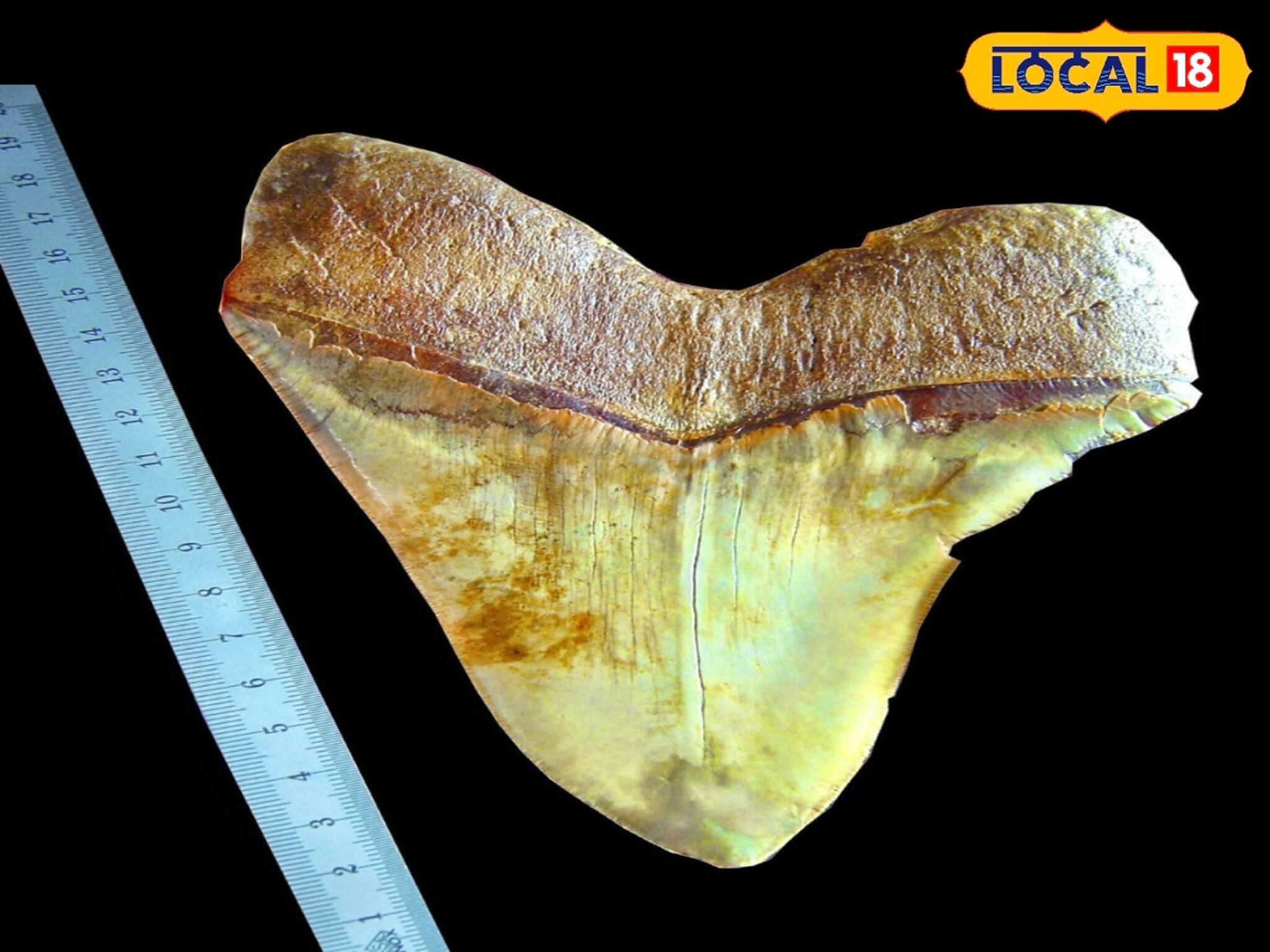 ৬০ হাজার কেজি ওজন! মুখে ২৭০টা দাঁত! পৃথিবীর সব থেকে বড় জীব কোনটি জানেন?