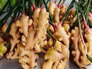 রোজ চায়ে, রান্নায় আদা খাচ্ছেন? ভাল করতে গিয়ে শরীরের ক্ষতি করছেন না তো? জানুন রোজ চায়ে, রান্নায় আদা খাচ্ছেন? ভাল করতে গিয়ে শরীরের ক্ষতি করছেন না তো? জানুন