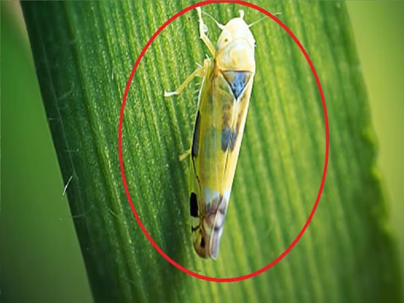 বছরের অন্য সময় এরা গাছের গোড়ায়, ধান গাছের পাতায় বা অন্য যে কোনও গাছে পাতায় পিউপা অবস্থায় থাকে এরা। হেমন্তের আবহাওয়ার বংশবিস্তার করে বেরিয়ে পড়ে। 