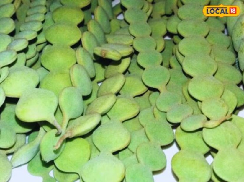 বাবলা শুঁটির পেস্ট ত্বকে লাগালে ফোঁড়া, চুলকানি ও ফুসকুড়ি দ্রুত সেরে যায়। এর অ্যান্টিসেপটিক বৈশিষ্ট্য ক্ষত সারাতে এবং সংক্রমণ দূর করতে সাহায্য করে।