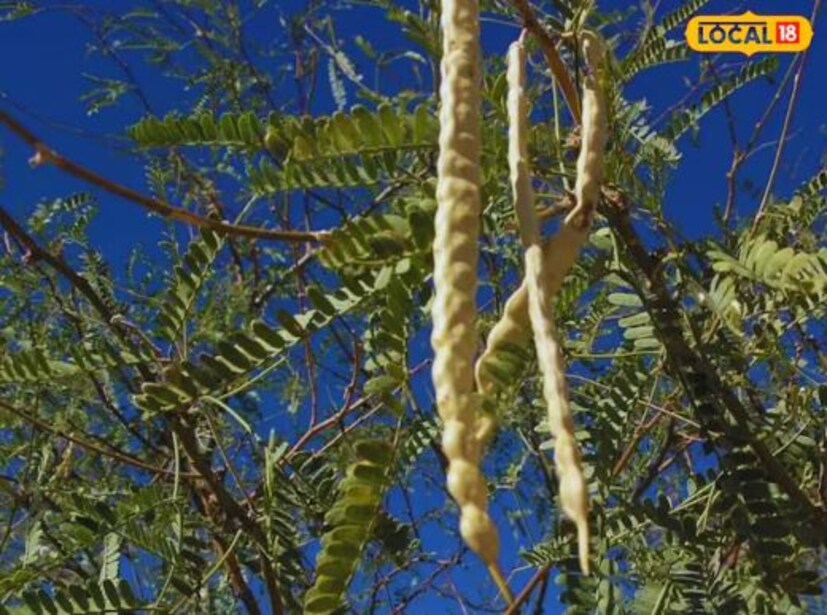 বাবলা শুঁটির ক্বাথ প্রস্রাবের সমস্যা, পিরিয়ডসের সমস্যা এবং বাহ্যিক ক্ষত নিরাময় করে। এটি শরীরের ভিতরে এবং বাইরে উভয় প্রাকৃতিক নিরাময় প্রদান করে এবং কিডনি সুস্থ রাখতে সাহায্য করে।