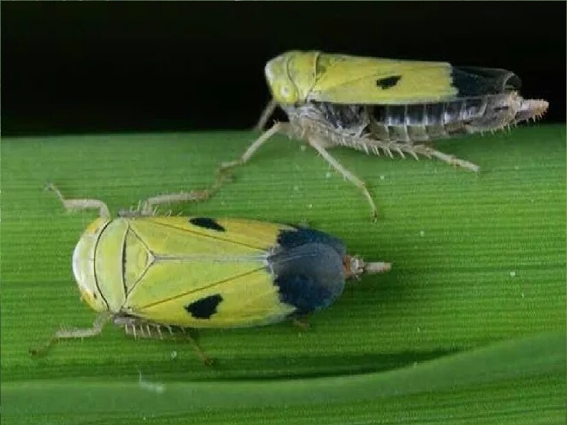 আর ঠিক সে কারণে এই পোকা মারতে কৃষকরা কীটনাশক ব্যবহার করেন। তার জেরে কমছে শ্যামাপোকার সংখ্যা। কী ভাবে নিস্তার পাবেন শ্যামাপোকার হাত থেকে? ইউক্যালিপটাস গাছের তীব্র ঝাঁঝালো গন্ধের কারণেই এর গায়ে পোকামাকড়েরা বসে না। এক কাপ ভিনিগারের সঙ্গে এক চামচ ইউক্যালিপটাস তেল ও আধ চামচ লেমন এসেনশিয়াল মিশিয়ে একটা স্প্রে তৈরি করে ঘরের প্রতি কোনায় ছড়িয়ে দিন। বিশেষ করে আলোর চারপাশে। উপদ্রব অনেক কমবে।