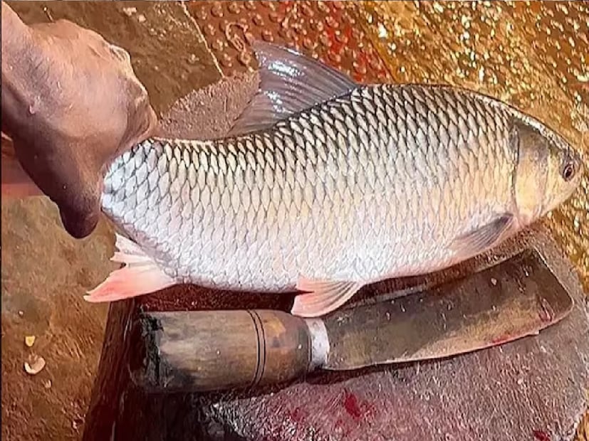 হাড় ও দাঁতের জোর বাড়াতেও এই মাছের ক্যালসিয়াম দারুণ কাজে লাগতে পারে। এই মাছে ব্যাপক মাত্রায় ক্যালসিয়াম রয়েছে। সেই ক্যালসিয়াম হাড়ের গঠন মজবুত করে বলে মনে করেন বিশেষজ্ঞরা।