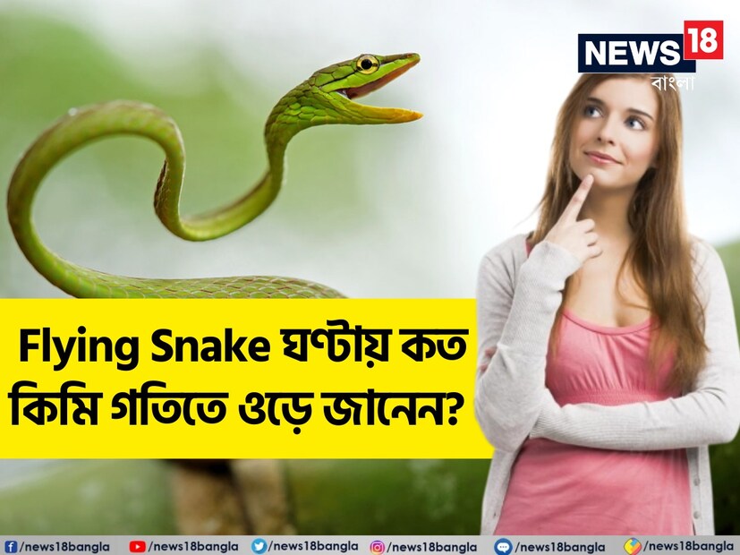 :  ফ্লাইং স্নেককে Chrysopelea বলে৷ সাপ শব্দ শুনলেই সাধারণ মানুষের মনে ভয়ের উদ্রেক হয়৷ আর সেই সাপ যদি ওড়ে তাহলে তো আর কথাই নেই৷ হাত-পা সিঁটিয়ে আতঙ্কে বসে থাকতে হয়৷ তারমধ্যে আপনার ভয় বাড়ার আরও কারণ থাকবে কারণ সব ফ্লাইং স্নেক বা উড়ন্ত সাপ নির্বিষ হয় না৷