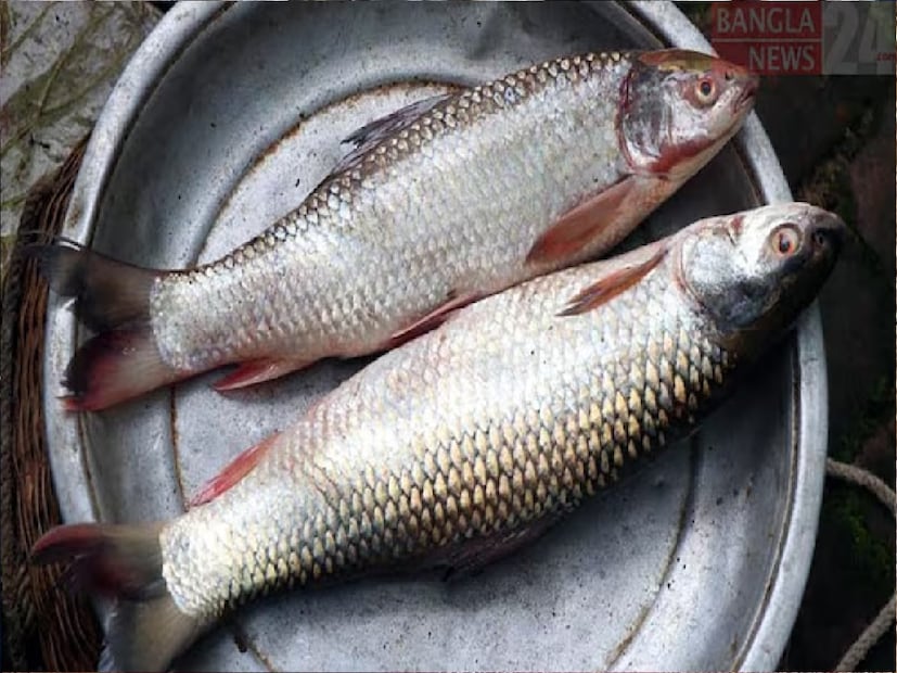 এই মাছ শ্বাসকষ্টের সমস্যা কিছুটা কমিয়ে দিতে পারে বলেও মনে করা হয়। গোটা শ্বাসযন্ত্রেরই উপকার করতে পারে এতে থাকা খনিজ। ব্রঙ্কাইটিস, হাঁপানির মতো সমস্যা কিছুটা কমতে পারে এই মাছ নিয়মিত খেলে।
