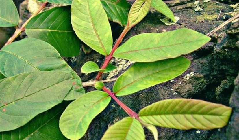 পেটের সমস্যা হলে পেয়ারা পাতা ফুটিয়ে ওই জল পান করলে উপকার পাওয়া যায় সহজে। এছাড়া কচি পেয়ারা পাতাও চিবিয়েও খাওয়া যেতে পারে।photo source collected