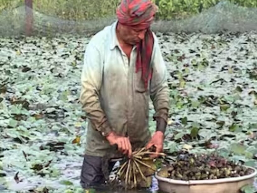 তেমনই একটি চেনা ফল রয়েছে, যা অ‍্যাভোকাডোর মতোই উপকারী। বাজারে দামও অনেক কম। শীতকালে প্রচুর পরিমাণে বাজারে পাওয়া যায় এই ফল। 