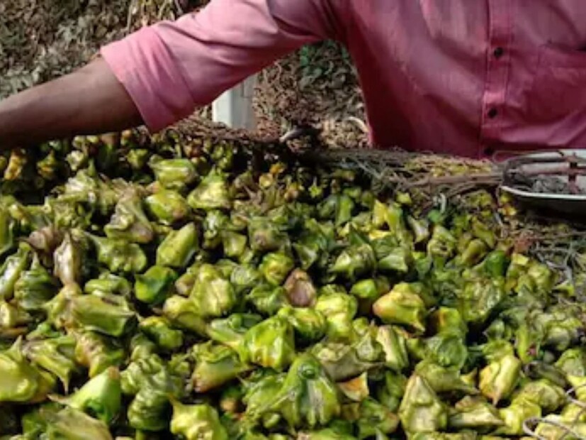 পুষ্টিবিদ রুজুতা দ্বিবেকর জানালেন, এই জলজ ফল জন্ডিস রোগের পথ্য৷ পানিফল অ্যান্টি অক্সিড্যান্টে ভরপুর৷ অক্সিডেটিভ স্ট্রেস যুঝতে সাহায্য করা এই ফল একাধিক ক্রনিক অসুখে উপশমকারী৷ ভিটামিন, মিনারেলসে ভর্তি এই ফল বাড়ায় ফার্টিলিটি। সাহায্য করে অ্যাসিডিটি কমাতে।