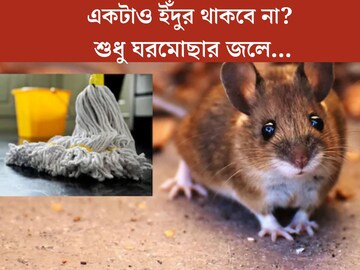 ঘরমোছার জলে ফেলে দিন শুধু এক টুকরো...ঘণ্টাখানেকের মধ‍্যেই ‘ভ‍্যানিশ’ সব ইঁদুর!