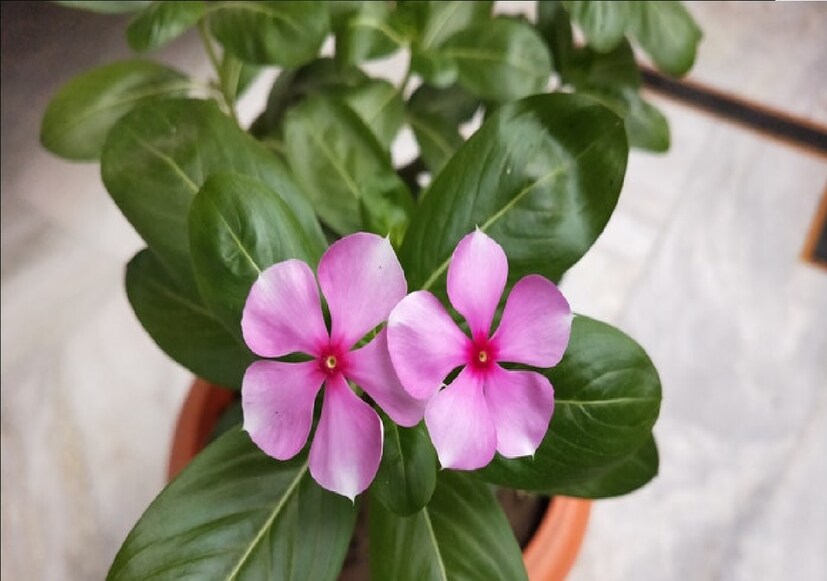 *পুষ্টিবিদ দেবাশিস অধিকারীর মতে, বাংলার অতি সাধারণ ফুল নয়নতারার পাতা ডায়াবেটিস নিয়ন্ত্রণে বড় ভূমিকা পালন করে। এছাড়াও ক্যানসারের মতো মারণ রোগের ক্ষেত্রেও নয়নতারা অসাধারণ কাজ করে।