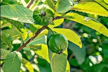 পেয়ারা নয়, খান পেয়ারা পাতা! বহু জটিল রোগের ওষুধ! ত্বক ও চুলের জন্যেও ভাল!