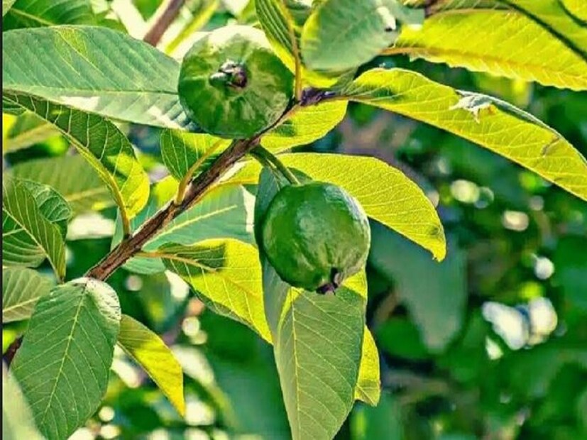 পুষ্টির দিক দিয়ে পেয়ারা অনেকটাই বেশি উপকারী। পেয়ারার মতন এমন ফল খুব কমই রয়েছে পরিবেশের মধ্যে। ভিটামিন C-তে ভরপুর পেয়ারা একাধিক রোগের ঝুঁকি কমায়। photo source collected