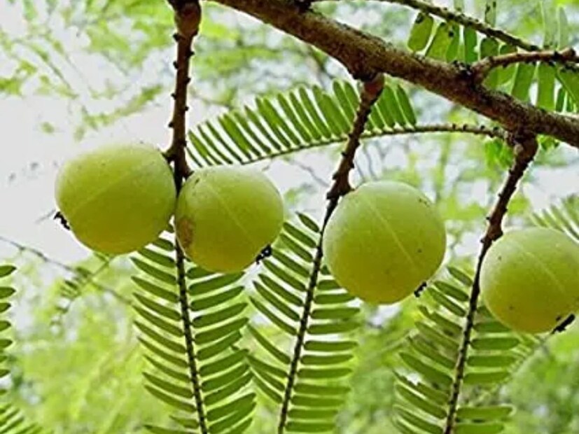 ডাঃ রাঘবেন্দ্র চৌধুরী বলেছেন যে, আমলা ভিটামিন সি সমৃদ্ধ, যা শরীরের জন্য অমৃতের মতো। এটি ভাত, পিট্টা এবং কফকে স্বাভাবিক রাখে। 