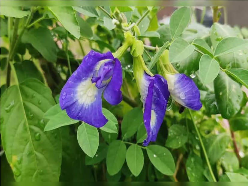 আমরা সকলেই জানি যে বাস্তুতে দিক নির্দেশের বিশেষ গুরুত্ব রয়েছে এবং যখনই গাছের কথা আসে, তখন তাদের সঠিক দিকে রোপণ করার পরামর্শ দেওয়া হয় যাতে বাড়িতে সর্বদা সুখ থাকে এবং কোনও বাধা না আসে।
