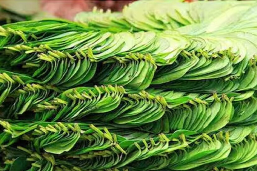 স্নায়ুর জন্য উপযোগী পান পাতা: সদগুরুর মতে, পান পাতা আসলে অনেকটা অ্যান্টাসিডের মতো কাজ করে। সাপে কামড় খাওয়ার পর শরীরে তৈরি হওয়া বিষ দূর করতে এর জুড়ি মেলা ভার। যদিও পুরোপুরি ভাবে তা বিষ দূর করতে পারে না, কিন্তু একটি নির্দিষ্ট মাত্র পর্যন্ত তা অবশ্যই বিষ দূর করার কাজটি করে। যদি পেটে অতিরিক্ত অ্যাসিড হয়, তাহলে পান পাতা এর পরিমাণ কমিয়ে দেয়। সদগুরুর বক্তব্য, পান পাতা অনেকটা উদ্দীপকের মতো কাজ করে। বিশেষ করে পান পাতার মধ্যে যদি সুপারি যোগ করা হয়, সেটা আরও উদ্দীপক হিসেবে কাজ করে। এটি স্নায়ুতন্ত্রকে উদ্দীপিত করতে সাহায্য করে। দেহের স্নায়ুগুলিকে তরতাজা করে তোলে। তার ফলে শরীরও তরতাজা হয়ে ওঠে। 