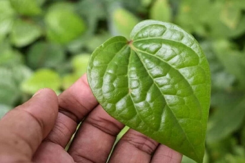 ব্যাকটেরিয়ার চরম শত্রু: ডাউন টু আর্থ-এ গবেষণার একটি অংশ তুলে ধরা হয়েছে। তাতে জানা যাচ্ছে যে, পান পাতা ই.কোলাই, সিউডোমোনাস ইত্যাদির মতো ক্ষতিকর ব্যাকটেরিয়া বিনাশ করে। এর পাশাপাশি ছত্রাক থেকে সৃষ্ট রোগ দূর করতে সক্ষম পান পাতা। 