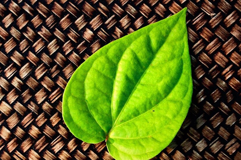 যদিও একাধিক বৈজ্ঞানিক গবেষণায় জানা গিয়েছে যে, পান পাতার মধ্যে স্বাস্থ্য সংক্রান্ত উপযোগিতা বর্তমান। এনসিবিআই-এর গবেষণাপত্রে দেখা গিয়েছে যে, পান পাতার মধ্যে অ্যান্টি-ব্যাকটেরিয়াল, অ্যান্টি-ফাঙ্গাল, অ্যান্টিঅক্সিডেন্ট এবং অ্যান্টিবায়োটিক ধর্মী গুণ রয়েছে। সদগুরু বলেন যে, বৈজ্ঞানিক গবেষণায় যা জানা গিয়েছে, তার থেকেও বেশি পরিমাণ স্বাস্থ্য সংক্রান্ত গুণাগুণ রয়েছে পান পাতার। এর পাশাপাশি পান পাতার ধর্মীয় তাৎপর্যও রয়েছে। দেবীর উদ্দেশ্যেও নিবেদন করা হয় পান পাতা। 