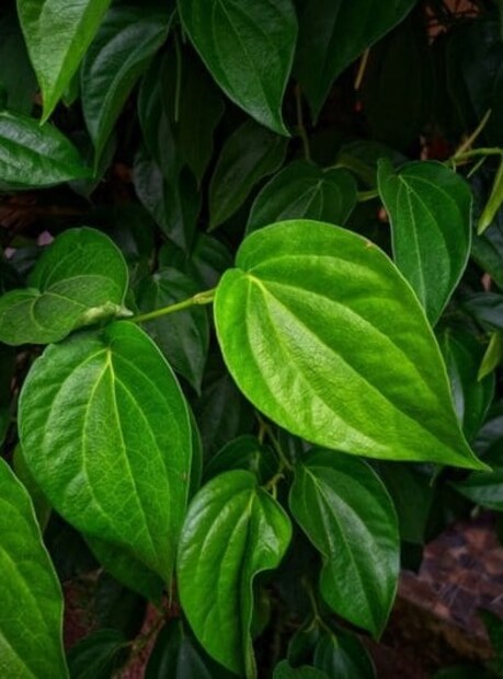 পুরুষদের জন্য উপযোগী পান পাতা: এখানেই শেষ নয়, পুরুষদের জন্যও সমান ভাবে উপযোগী পান পাতা। বলা হয় যে, আয়ুর্বেদশাস্ত্রে অনুযায়ী, পুরুষদের মধ্যে পুরুষালী ক্ষমতা বাড়ানোর জন্য এই পাতা অত্যন্ত উপকারী। শুধু তা-ই নয়, পান পাতা সেবন করলে শুক্রাণুর সংখ্যা এবং মান বৃদ্ধি পায়। সেই সঙ্গে প্রিম্যাচিউর ইজ্যাকুলেশনের সমস্যাও দূর করে এটি। 