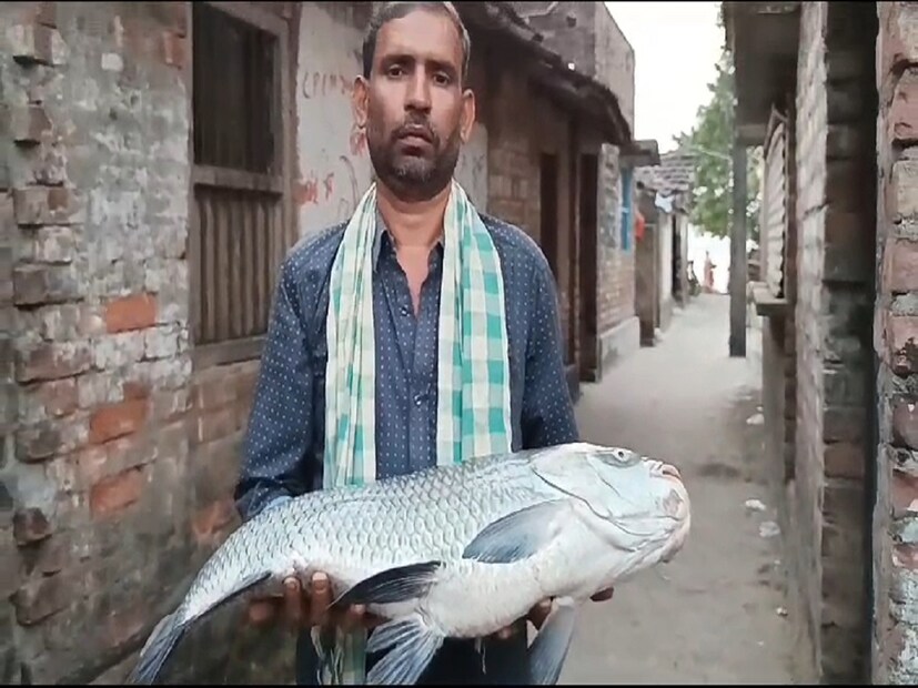 : গঙ্গায় ইলিশের জালে উঠছে বাঘা কাতলা। জ্যান্ত কাতলা মাছ দেখতে মানুষের ভিড় গঙ্গা পাড়ে। মুর্শিদাবাদের সামশেরগঞ্জের শিবনগর গঙ্গায় ইলিশ ধরতে যাওয়া মাঝিদের জালে ধরা পড়ছে বাঘা কাতলা মাছ। গঙ্গার জ্যান্ত কাতলা দেখতে গঙ্গা পারে জমছে মানুষের ভিড়, যা চোখে দেখার মতোই। 