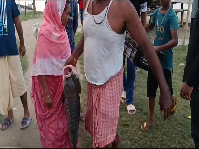 এখন গঙ্গায় ইলিশের দেখা নেই বললেই চলে। তাও কোন কোন সময়ে মাঝিদের জালে ইলিশ ধরা পড়ছে। সেই ইলিশের আশায় ডিঙ্গি নিয়ে গঙ্গায় চোষে বেড়াচ্ছে মাঝিরা। কিন্তু ইলিশের দেখা নেই বললেই চলে। তবে ইলিশের বদলে জালে ধরা পড়ছে ১০, ১৫, ২০ কেজির ওজনের বিশাল বিশাল কাতলা মাছ। সেই জ্যান্ত কাতলা মাছের খবর ছড়িয়ে পড়তেই খদ্দের সেজে গঙ্গা পারে মাছ কেনার আশায় ভিড় জমাচ্ছেন এলাকার উৎসুক সাধারণ মানুষ।