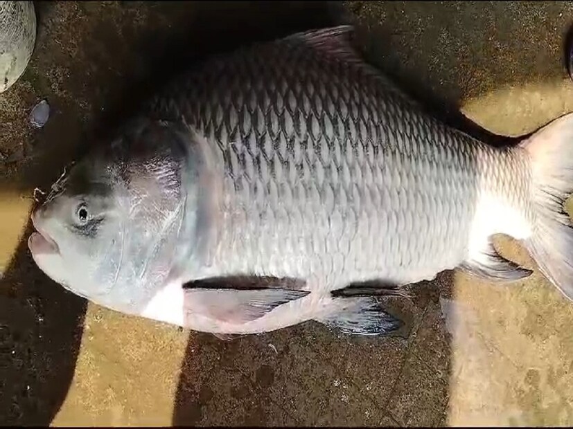 অজয় বিশ্বাস নামে এক মাছ ব্যবসায়ী জানালেন, এখন গঙ্গায় ইলিশ নেই, সেই জায়গায় এখন প্রায় সময় ইলিশের জালে ১০ থেকে ১৫ এমনকি ২০ কেজি ওজনের কাতলা মাছ ধরা পড়ছে। এরপরে আস্তে আস্তে বড় বড় কাতলা এবং বাঘাল মাছ জালে ধরা পড়বে। সেই কাতলা মাছ এখন বাজারে ৬০০ থেকে ৬৫০ টাকা কেজিতে বিক্রি হচ্ছে বলে জানালেন তিনি। Input- Kaushik Adhikary