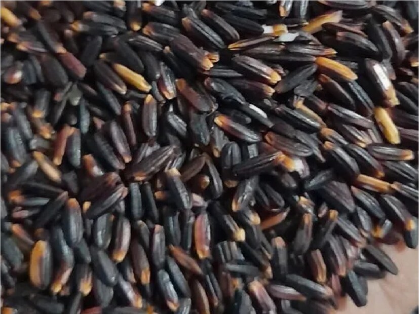 হ্যামিলটনগঞ্জ এলাকার কৃষক ঘনশ্যাম ছেত্রী জানান, ‘যেখানে অন্যান্য ধানের উৎপাদন একবিঘায় ১০ থেকে ১২ মন। সেখানে এক বিঘায় কালো নুনিয়ায় উৎপাদন ৬ মন। অনেকটা কম,তবে অন্যান্য ধান এক মন বিক্রি হয় ৬০০ টাকা করে, আর সেই জায়গায় কালো নুনিয়ার এক মনের দাম ২০০০ টাকা।ফলে অনেকটাই লাভজনক এই ধান চাষ।’
