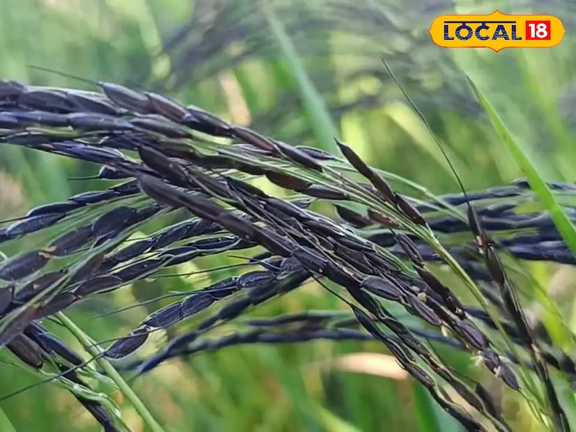 এই কারণে প্রতিবছরই বাড়ছে এই কালো নুনিয়া ধানের চাষ।কালো নুনিয়া ধানের থেকে উৎপন্ন চাল দিয়ে পায়েস, পোলাও খেতে ভাল লাগে বলে জানা যায়। Input- Ananya Dey