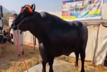 ওজন ১৫০০কেজি, দাম ২৩কোটি,রোজ চাই ২০টি ডিম! হরিয়ানার এই মোষের বীর্যের দাম জানেন?