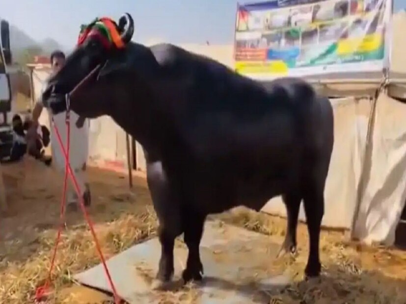 কিন্তু আনমোল নামে এই পুরুষ মোষের এত দাম কেন? আসলে আনমোলের বীর্য গরু, মোষের প্রজননে ব্যবহার করা হয়৷ সপ্তাহে দু দিন এই বীর্য সংগ্রহ করা হয়৷ 