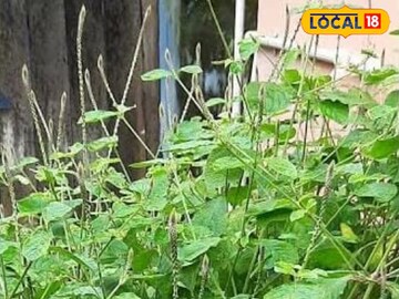 সর্দি-কাশি থেকে মূত্রনালীর রোগ সারবে এক নিমেষে, এমনকী সাপের বিষেরও চরম শত্রু