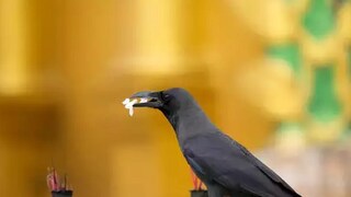 প্রতিশোধস্পৃহা ১৭ বছর ধরে পুষে রাখে কাক (Representative Image)