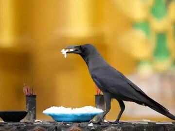 প্রতিশোধস্পৃহা ১৭ বছর ধরে পুষে রাখে কাক (Representative Image)