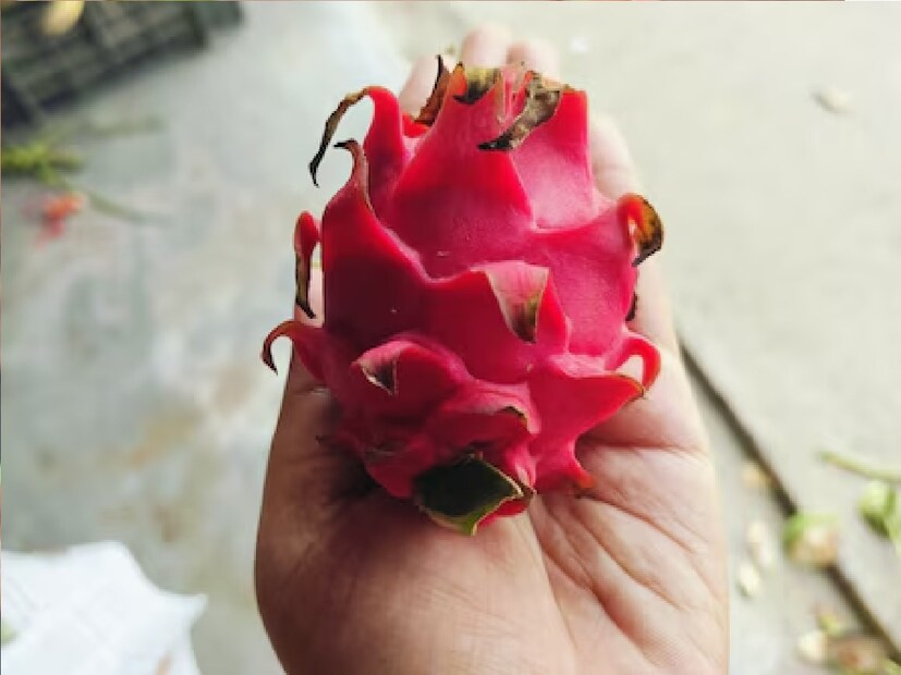 *বিভিন্ন প্রজাতির, বিভিন্ন রঙের ড্রাগন ও ড্রাগনের চারা বিক্রি করে লাভের মুখ দেখছেন তিনি। ড্রাগনের সঙ্গে ফসল হিসেবে পরীক্ষামূলক ভাবে আনারস, আঙুর চাষ করেছেন তিনি। আগামী শীতের মরশুমে ফসল হিসেবে মরসুমি ফসলের চাষও করছেন ড্রাগনের বাগানে। বিভিন্ন জায়গা থেকে উৎসাহী চাষিরাও আসছেন তাঁর বাগানে। সংগৃহীত ছবি।