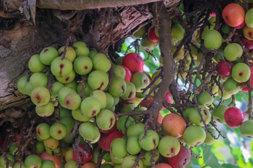 সাধারণত ডায়াবেটিস হলে রোগীদের মিষ্টি খাওয়া থেকে দূরে থাকতে হয়। কিন্তু আপনি কি জানেন, যে বিশ্বের সবচেয়ে মিষ্টি ফল ডুমুর ডায়াবেটিস রোগীদের জন্য ওষুধ হিসেবে প্রমাণিত হচ্ছে। হ্যাঁ, মিষ্টি হওয়া সত্ত্বেও ডুমুরে থাকা সমস্ত উপাদান ডায়াবেটিস নিয়ন্ত্রণ করে।