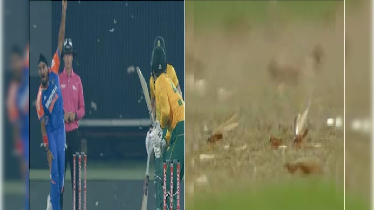 ঝাঁকে উড়ছে উড়ন্ত পিঁপড়ে,মেটিংয়ের মরশুমে চোখ বাঁচাতে মাঠ ছাড়লেন ক্রিকেটাররা