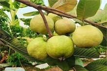 বেদানা, আপেল, কমলা সব,ফলের গুণ একটাই ফলে, কামাল গুণে ঠাসা পেয়ারা, খাবেন কখন
