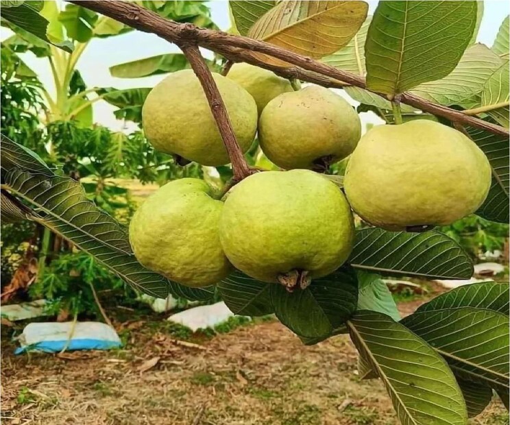 পেয়ারাকে বলা হয় সুপার ফ্রুট৷ শুধু যে স্বাদের দিক থেকেই এই ফল যেমন দারুণ তেমনিই পুষ্টিগুণ একেবারে ঠুসে ঠুসে ভরা এই পেয়ারার মধ্যে৷ পেয়ারার মধ্যে এত গুণাবলী রয়েছে যাতে শরীরের বিভিন্ন রোগ প্রতিরোধে সহায়তা করে৷  যা শরীরকে চাঙ্গা রাখতে সাহায্য করে৷ তাই সহজে এটা খেয়েই পুষ্টিতে সহায়ক হয়ে উঠতে পারে৷ Photo- Representative