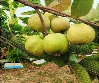 বেদানা, আপেল, কমলা সব,ফলের গুণ একটাই ফলে, কামাল গুণে ঠাসা পেয়ারা, খাবেন কখন বেদানা, আপেল, কমলা সব,ফলের গুণ একটাই ফলে, কামাল গুণে ঠাসা পেয়ারা, খাবেন কখন