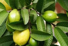 পেয়ারা তো খুব খাচ্ছেন,গুণে ঠাসা পাতা ফেলে দিচ্ছেন,ডায়াবেটিসকে মুঠোয় ধরে রাখে