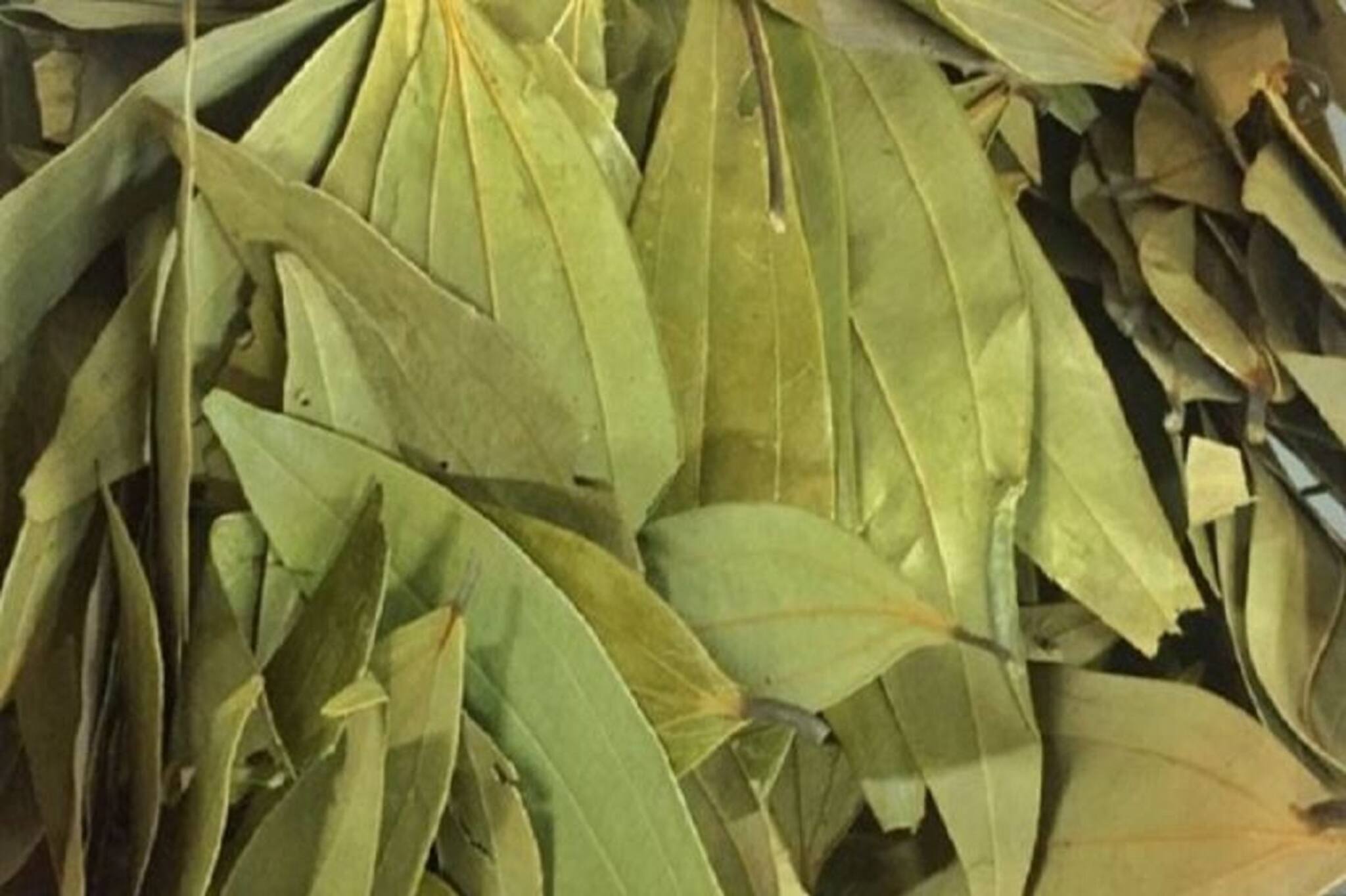 এই নিয়মে তেজপাতা খান! রোজ রাতে ঘরে এই পাতা পোড়ান! উপকার চমকে দেবে