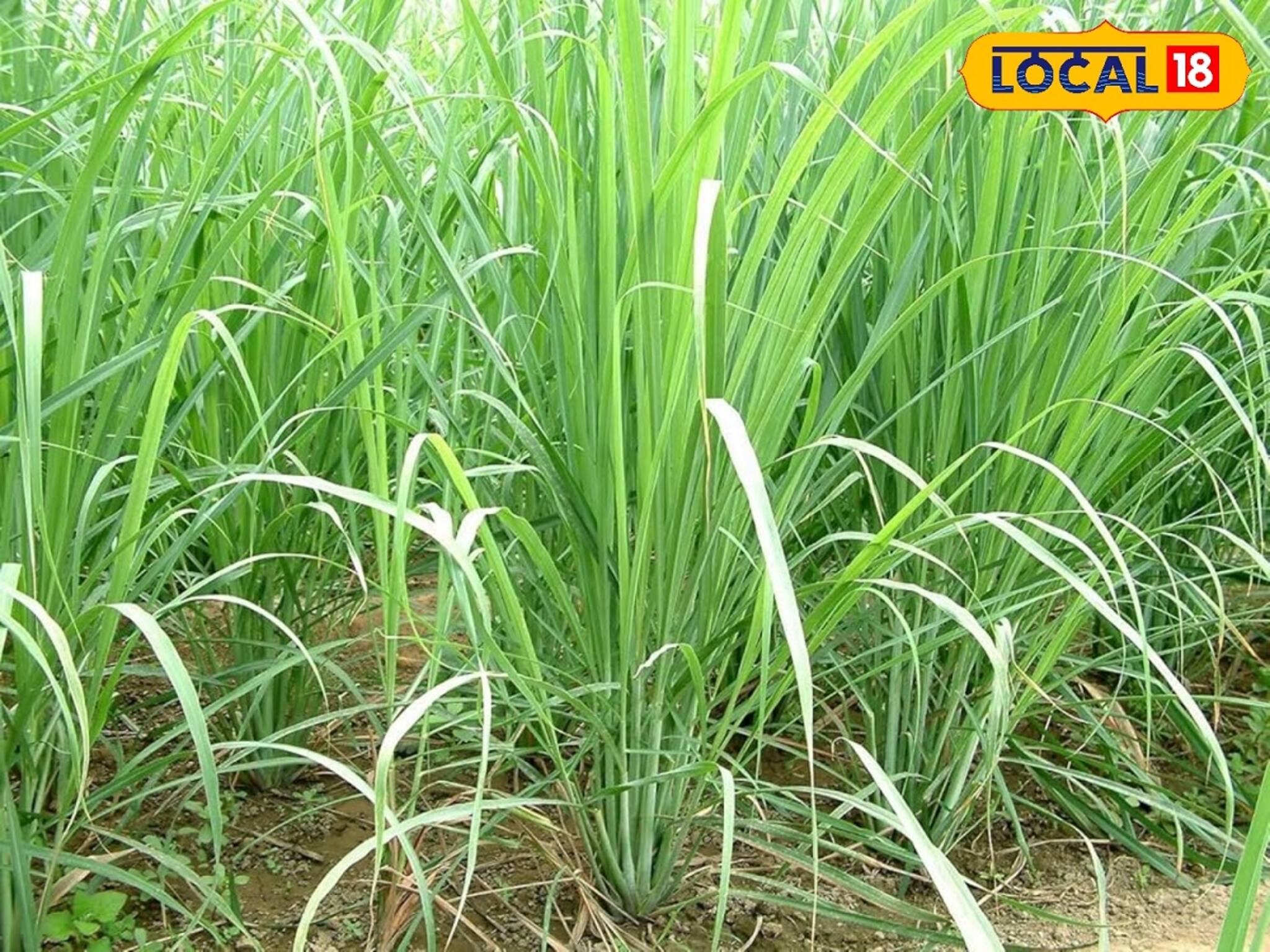 কোলেস্টেরল থেকে মেদ কমাবে এক ঝটকায়! নিয়ম মেনে খান এই ঘাস! জটিল রোগে মুক্তি!