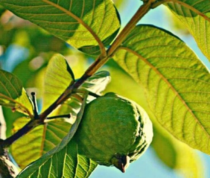 পেয়ারা একটি আশ্চর্যজনক ফল। এর পাতাও শরীরের জন্য উপকারী। পেয়ারা পাতা জলে সেদ্ধ করে পান করলে হজমের সমস্যা ভাল হয়। এই জল হজমশক্তির উন্নতি ঘটায় এবং বদহজমের সমস্যা কমাতে সাহায্য করে। 