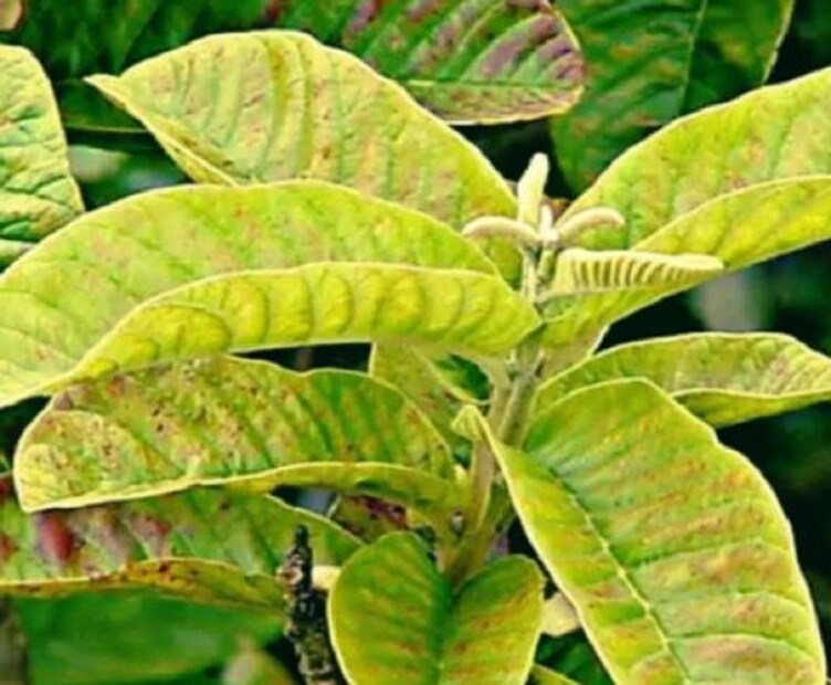এছা়ড়াও এতে বায়োঅ্যাকটিভ নামক যৌগও রয়েছে। অ্যান্টিঅক্সিডেন্ট, অ্যান্টি-ইনফ্ল্যামেটরি এবং অ্যান্টি-ব্যাকটেরিয়াল বৈশিষ্ট্যগুলির পাশাপাশি, এগুলি প্রোটিন, ভিটামিন সি, গ্যালিক অ্যাসিড এবং ফেনোলিক যৌগগুলির একটি দুর্দান্ত উৎস।